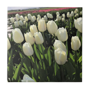 Azulejo Tulipanes blancos en un campo, Oregón