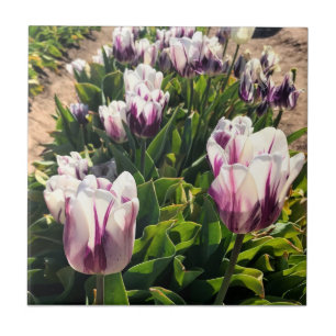 Azulejo Tulipanes de franja blanca y púrpura