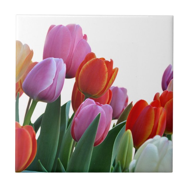 Azulejo Tulipanes de la primavera (Frente)
