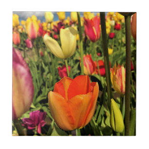 Azulejo Tulipanes de primavera coloridos