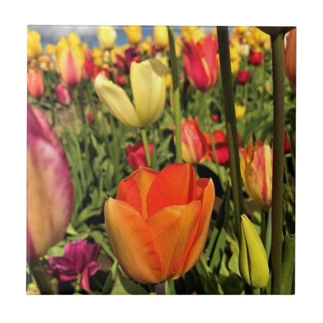 Azulejo Tulipanes de primavera coloridos (Frente)
