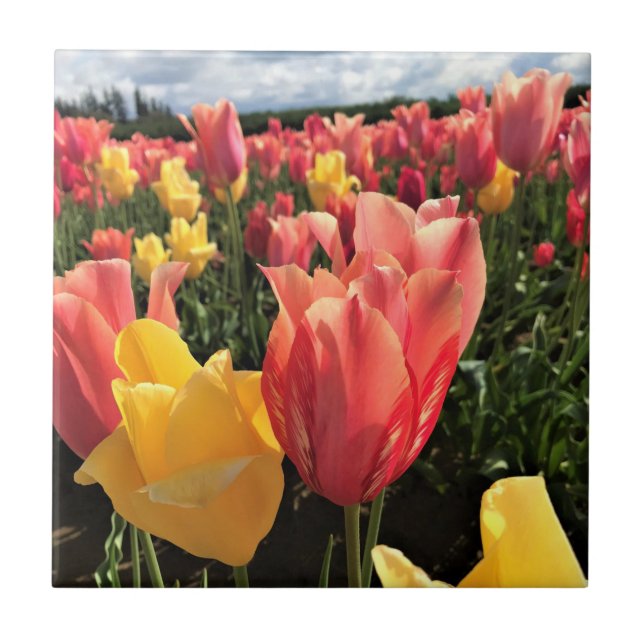 Azulejo Tulipanes de primavera en un campo, Oregón (Frente)