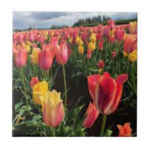 Azulejo Tulipanes de primavera en un campo, Oregón