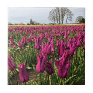 Azulejo Tulipanes morados en el campo