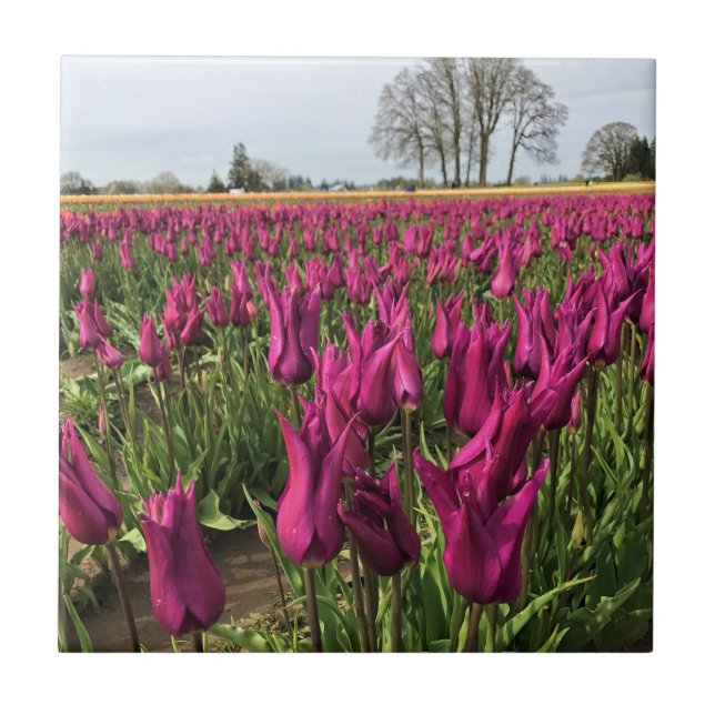 Azulejo Tulipanes morados en el campo (Frente)