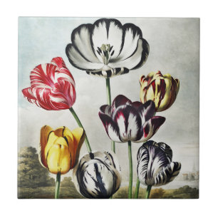 Azulejo Tulipanes Multicolor al Estilo Regency Malhumorado