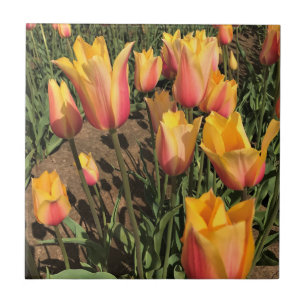 Azulejo Tulipanes rosados y amarillos