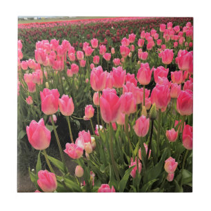 Azulejo Tulipanes rosados y rojos en un campo, Oregón