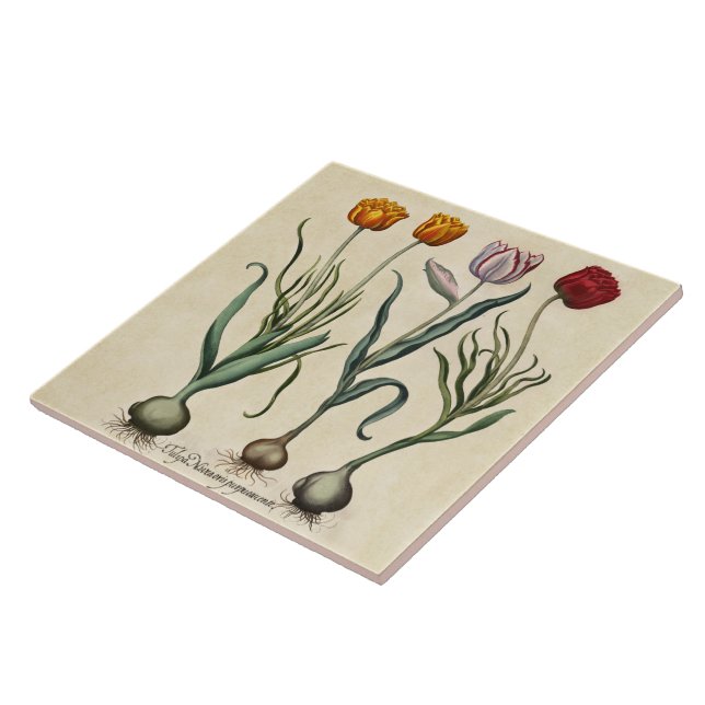 Azulejo Tulipanes Vintage Ilustracion Tulip Rojo Amarillo (Lado)