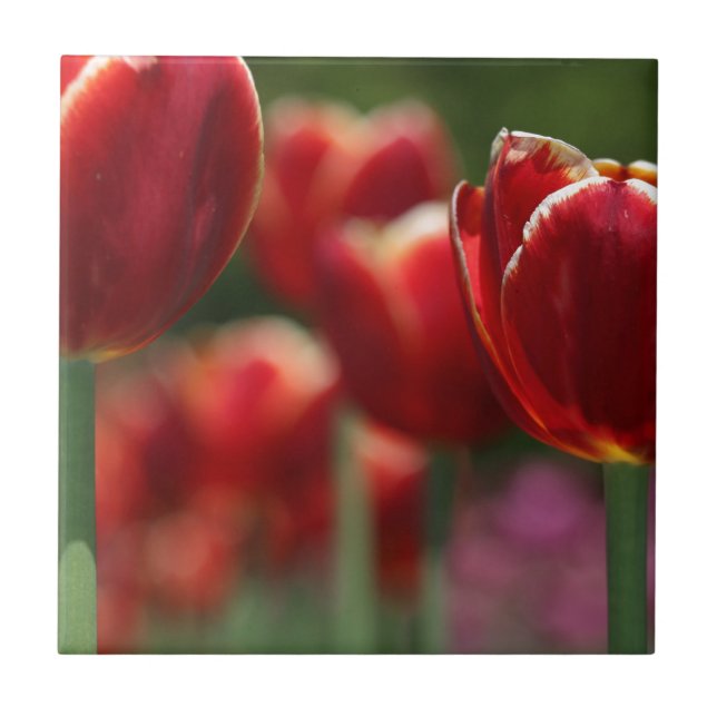 Azulejo Tulipanos (Frente)