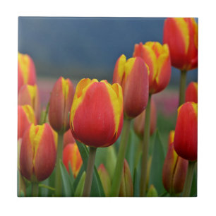 Azulejo Tulips para mamá