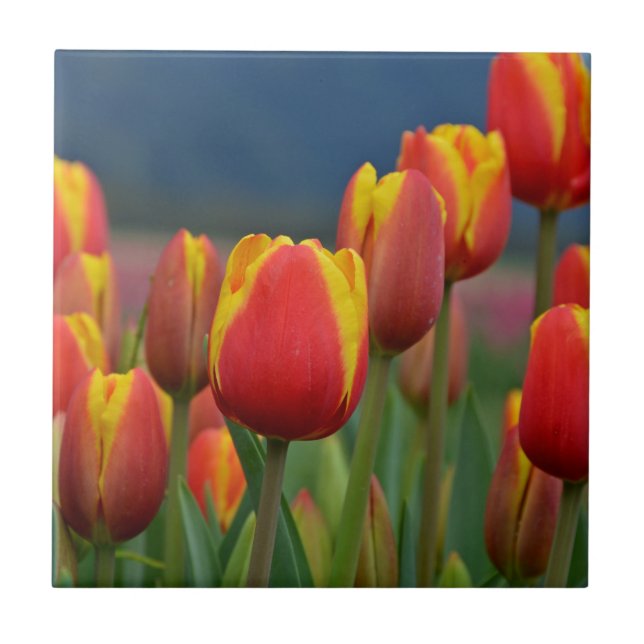 Azulejo Tulips para mamá (Frente)