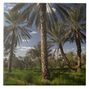 Azulejo Túnez, zona de Ksour, Ksar Ghilane, palmera datile