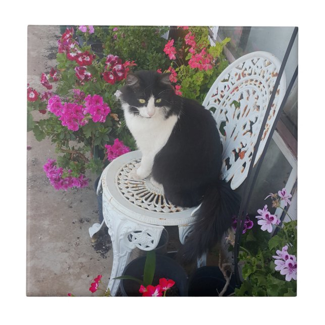 Azulejo Tuxedo Cat Cute with Pretty Flowers Black Cats (Frente)