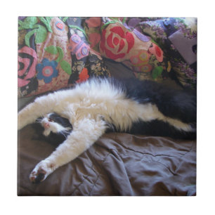Azulejo Tuxedo Cat Funny Ola Mexicana Cuidada Cumpleaños C