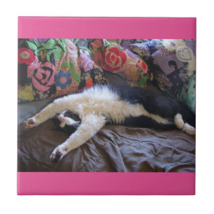 Azulejo Tuxedo Cat Graciosa Ola Mexicana Cuesta Cumpleaños