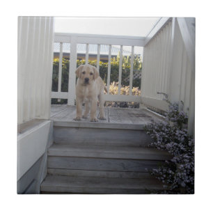 Azulejo Ugg Stairs: cachorro de Labrador dice no a las esc