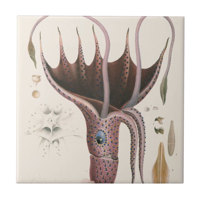 Azulejo Umbrella Squid, Vintage Marine Life Animals (Frente)