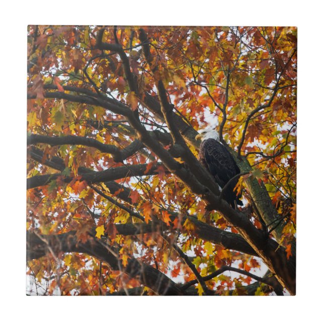 Azulejo Un águila en otoño (Frente)