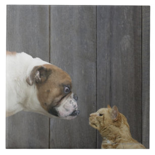 Azulejo Un bulldog y un gato son cara a cara en un soporte