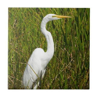 Azulejo Un Egret blanco en el pantano
