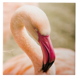 Azulejo Un hermoso flamenco rosado
