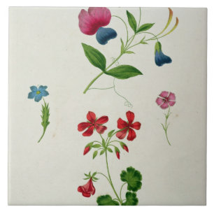 Azulejo Un ilustracion 'de un nuevo tratado en la flor Pai