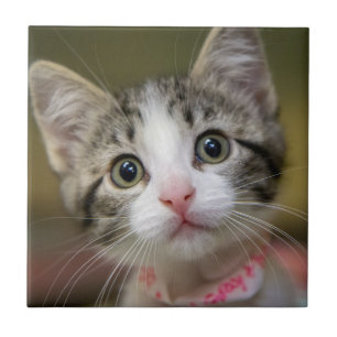 Azulejo Un lindo gatito con ojos verdes