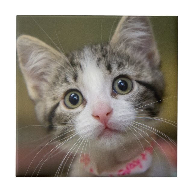 Azulejo Un lindo gatito con ojos verdes (Frente)