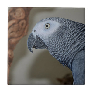Azulejo Un loro gris africano en Congo