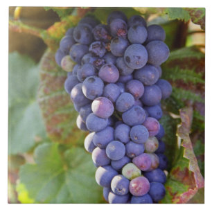 Azulejo Un montón de uvas Pinot Noir en un Chambertin