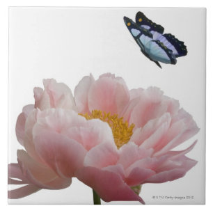 Azulejo un peony rosado grande es visitado por un etéreo