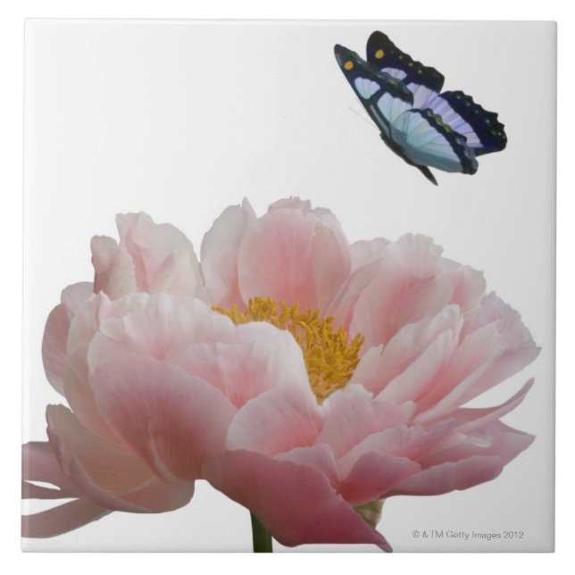 Azulejo un peony rosado grande es visitado por un etéreo (Frente)