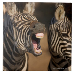 Azulejo Un primer de una cebra que muestra sus dientes,