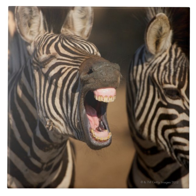 Azulejo Un primer de una cebra que muestra sus dientes, (Frente)