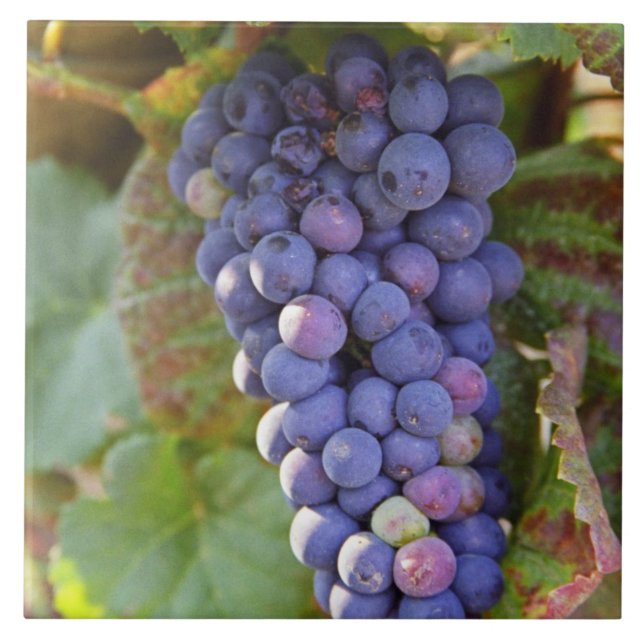 Azulejo Un racimo de uvas Pinot Noir en un Chambertin (Frente)