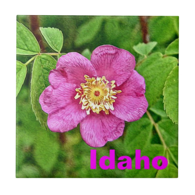 Azulejo Un Rosa salvaje - Idaho (Frente)