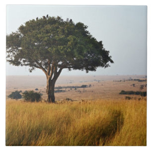 Azulejo Un solo árbol de acacia en llanuras herbáceas, Mas