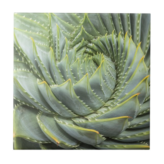 Azulejo Un Succulent verde y blanco (Frente)