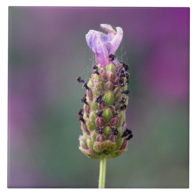 Azulejo Un trozo de lavanda (Frente)