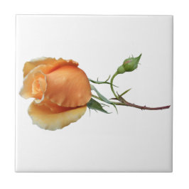 Azulejo Un único corte de rosa