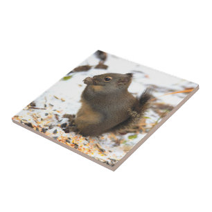 Azulejo Una ardilla de Douglas muy agradable en una fiesta
