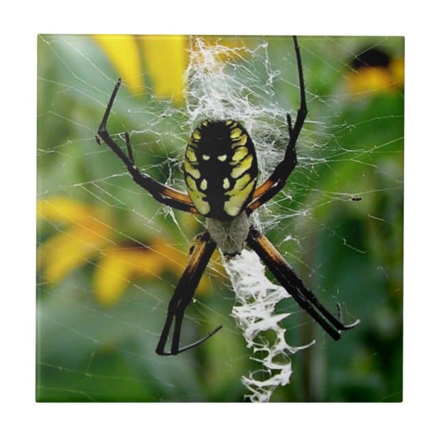Azulejo Una impresionante foto de una araña en la web (Frente)