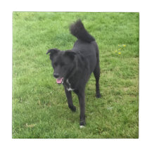 Una Impresionante tela de cerámica cruzada Husky/L