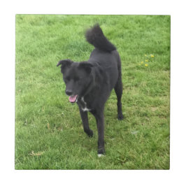 Azulejo Una Impresionante tela de cerámica cruzada Husky/L