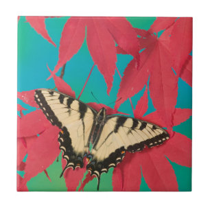 Azulejo Una mariposa canadiense de cola de golondrina tigr