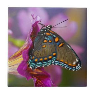 Azulejo Una mariposa cola de golondrina