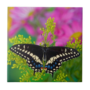Azulejo Una Mariposa Cola de Golondrina Aterrizando