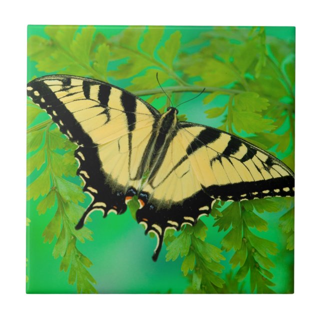 Azulejo Una Mariposa Cola de Golondrina Aterrizando (Frente)