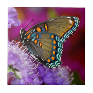 Azulejo Una mariposa cola de golondrina de la especia